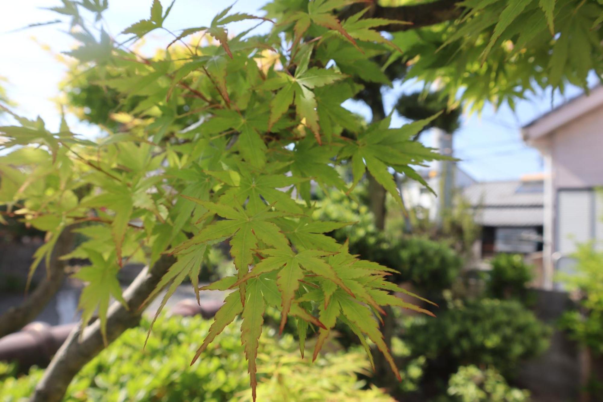 立花荘 Villa Matsuyama  Buitenkant foto